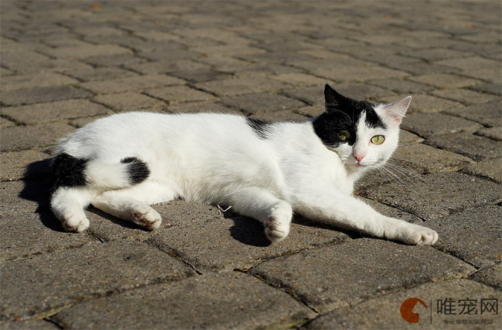 猫咪总是像卡嗓子一样咳是怎么回事 能自己好吗