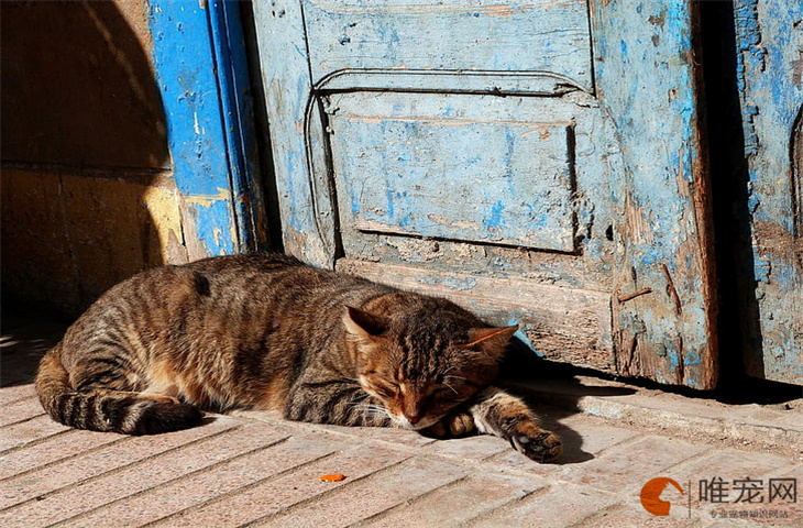 猫绦虫节片会在人身上存活吗 如何彻底消除