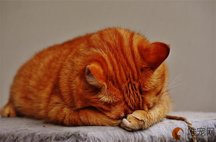 白水煮鸡肉猫咪怎么才爱吃 一周吃几次