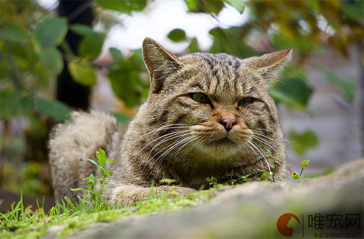 猫可以旺属虎的人吗 