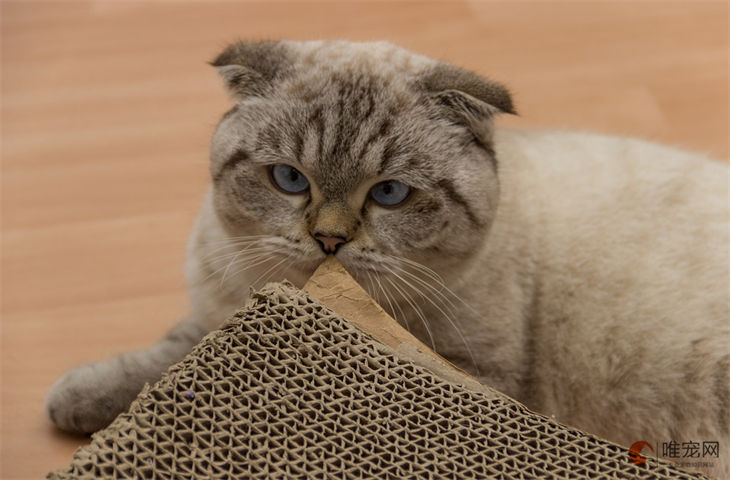 英国短毛猫价格多少钱一只 哪个颜色最贵