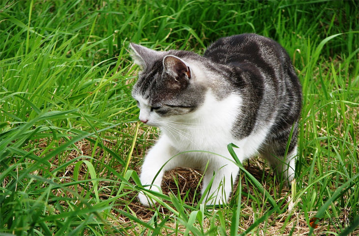 猫一般在几岁排弓形虫 人感染的几率大吗