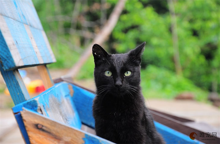 成猫会用猫砂突然乱拉屎什么原因 为啥不在猫砂盆排便了