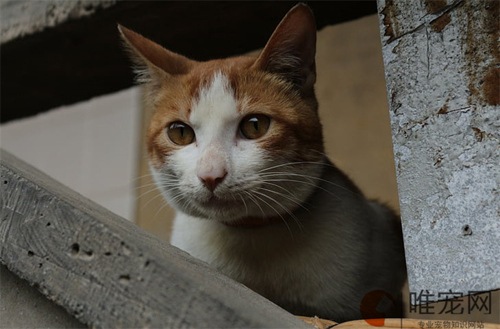 猫咪吐毛球是好事还是坏事 一般吐几天