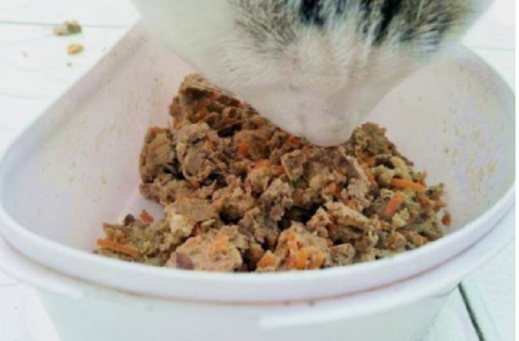 猫粮制作方法配方大全 长期吃猫饭是否健康