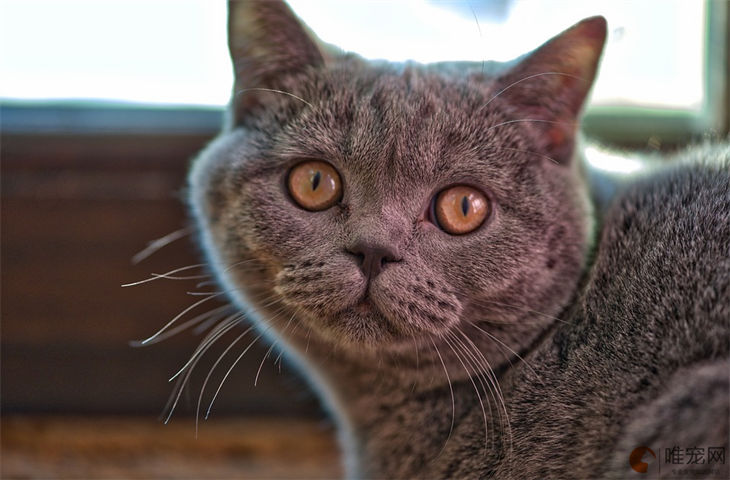 猫咪走路顺拐是智力有问题吗 智商存在缺陷有哪些表现