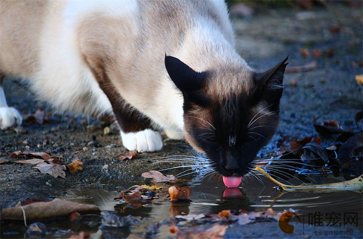 猫吃了橡皮筋几天会排出来 能消化吗