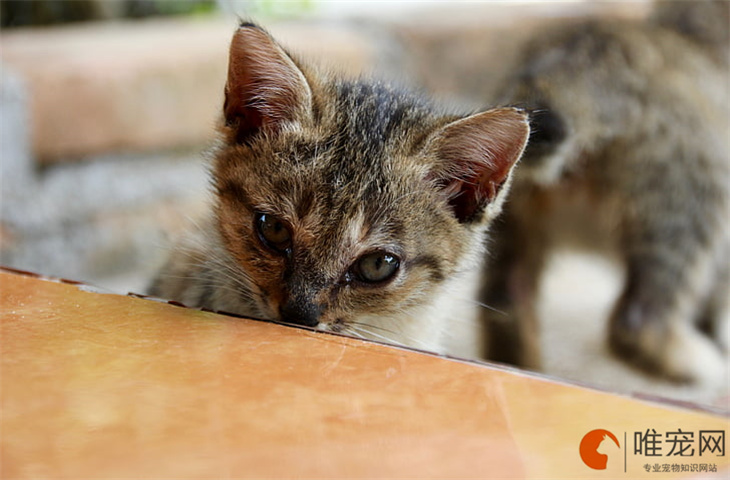 猫咪大便不成形很臭精神好是什么原因 如何调理