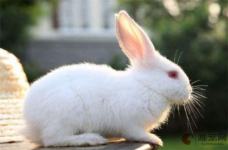 养兔子对人的巨大危害是什么 新手饲养需要注意什么