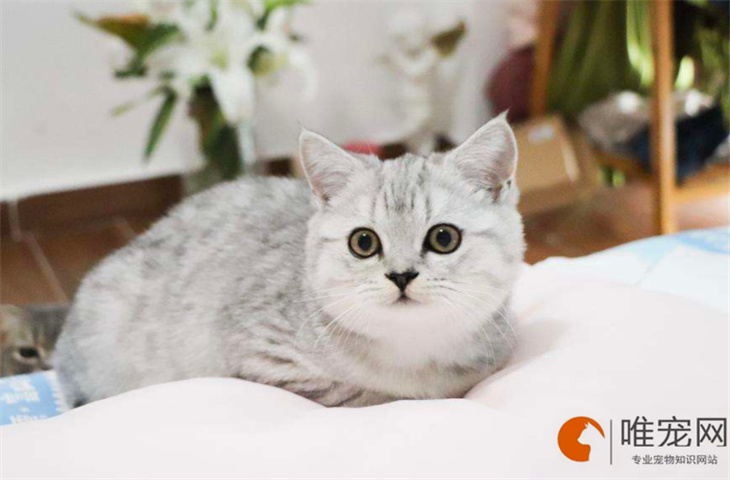 银渐层公猫名字可爱洋气的有哪些 银渐层公猫名字可爱洋气的有哪些