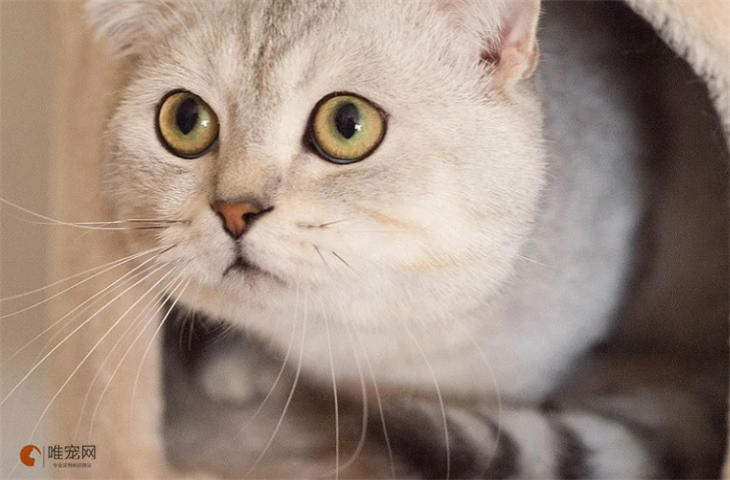 银渐层猫咪取名字大全 吉利吉祥的怎么起 银渐层猫咪取名字大全 吉利吉祥的怎么起