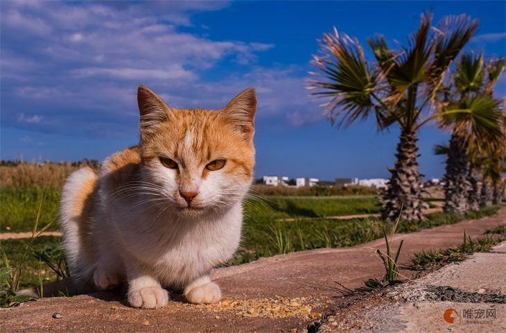 猫猫取什么名字高级 猫猫取什么名字高级