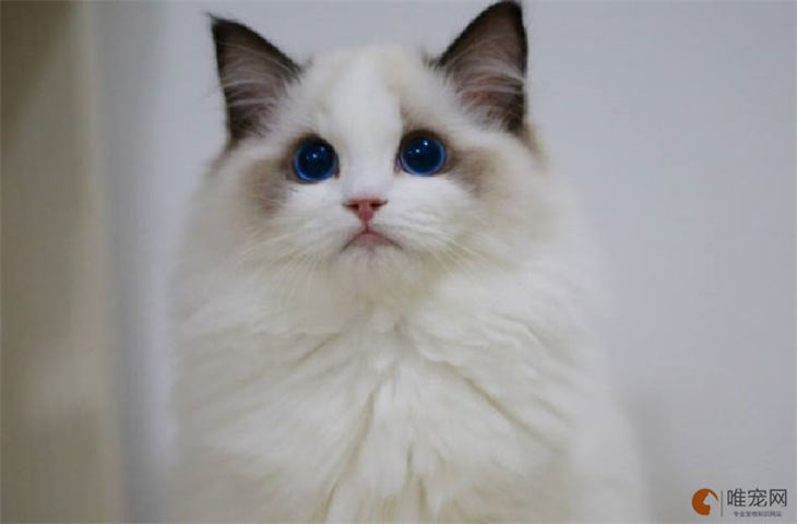 布偶猫眼睛越长越蓝吗 颜色多大固定