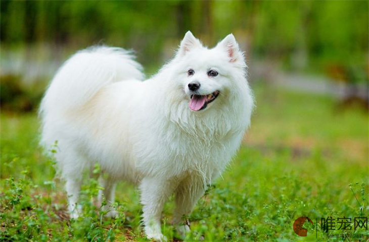 日本银狐犬一只最少多少元 为什么很少有人养