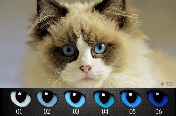布偶猫眼色素1度到6度几度最好 眼睛色度对照表