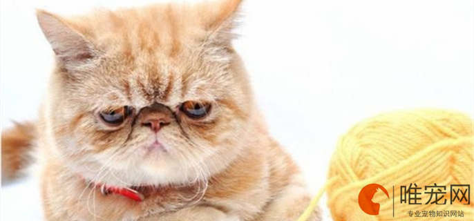 加菲猫感冒症状有哪些