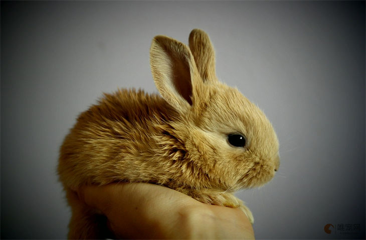 高铁托运一只兔子多少钱 收费标准是怎样的