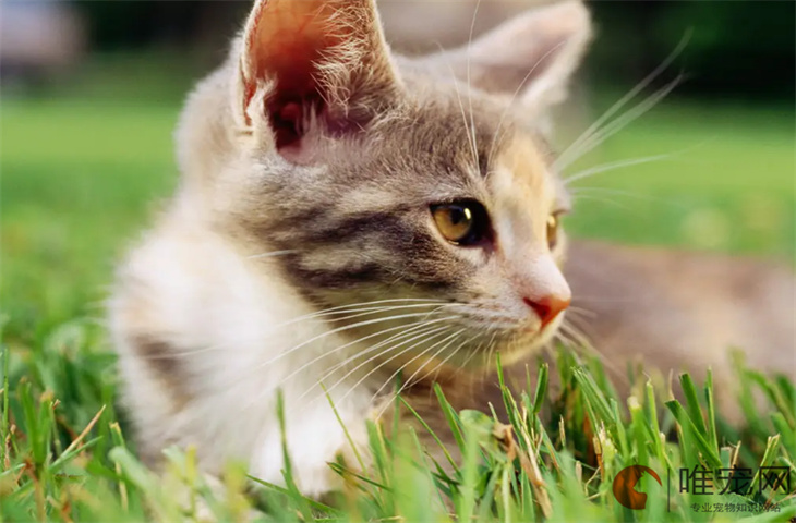 六七个月的猫可以吃成猫粮吗 危害有哪些