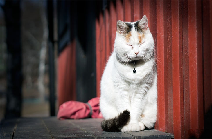 怎么让猫不掉毛 减少掉毛的妙招