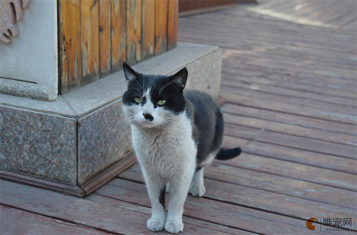 野猫爬过的地方一定要消毒吗