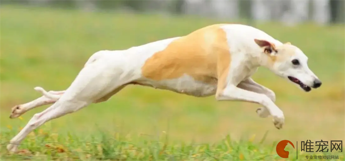 惠比特犬可以跑多快啊