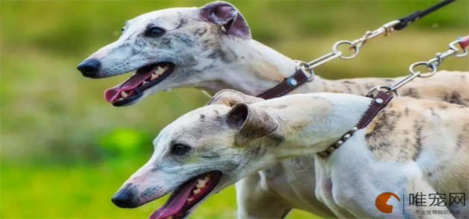 惠比特犬如何开口训练 惠比特犬如何开口训练