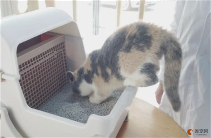 猫为什么不用教都知道用猫砂 怎么自己就会上厕所