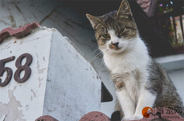 猫凌晨三四点一直叫怎么办 什么原因导致的