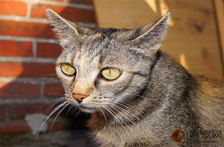 猫咪好听的而且独特的名字有哪些 怎么取 猫咪好听的而且独特的名字有哪些 怎么取