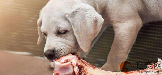 狗吃鸡骨头多久安全