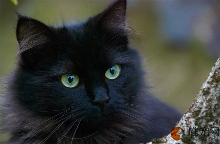 猫咪名字冷门的有哪些 怎么取名不俗气 猫咪名字冷门的有哪些 怎么取名不俗气