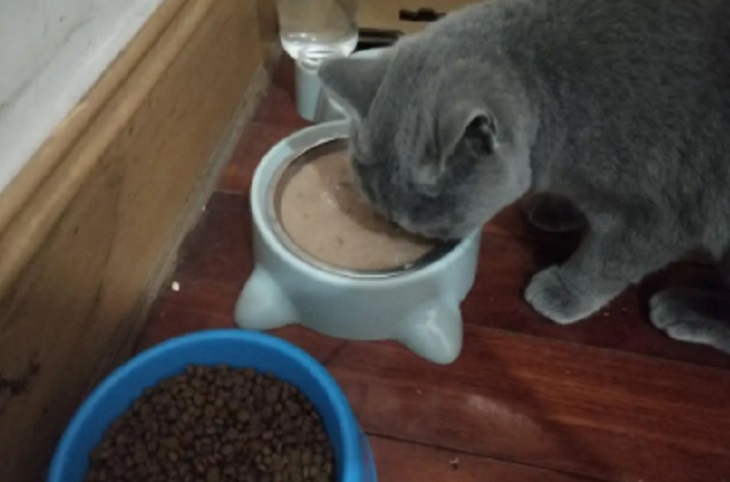 猫罐头加水会拉稀吗 拉肚子是什么原因