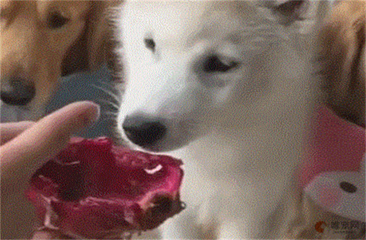 狗狗能吃火龙果吗红心的 禁忌食物有哪些