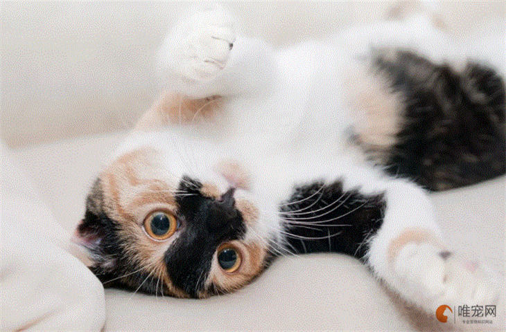 怎么给猫起个奇葩的名字 奇怪搞笑的有哪些 怎么给猫起个奇葩的名字 奇怪搞笑的有哪些