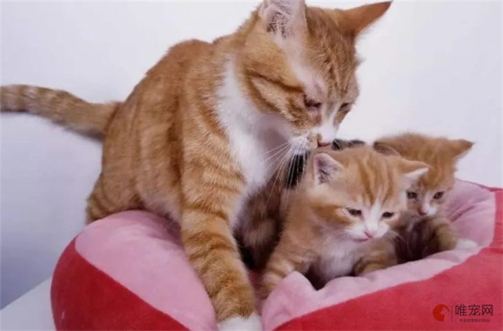 母猫怎么忽然脾气暴躁咬小猫 为什么凶自己的孩子