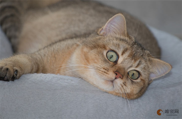 能把人笑死的猫咪名字排行 搞笑逗比的有哪些 能把人笑死的猫咪名字排行 搞笑逗比的有哪些