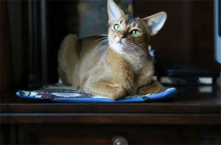 阿比西尼亚猫哪个色最贵 为什么很少有人养