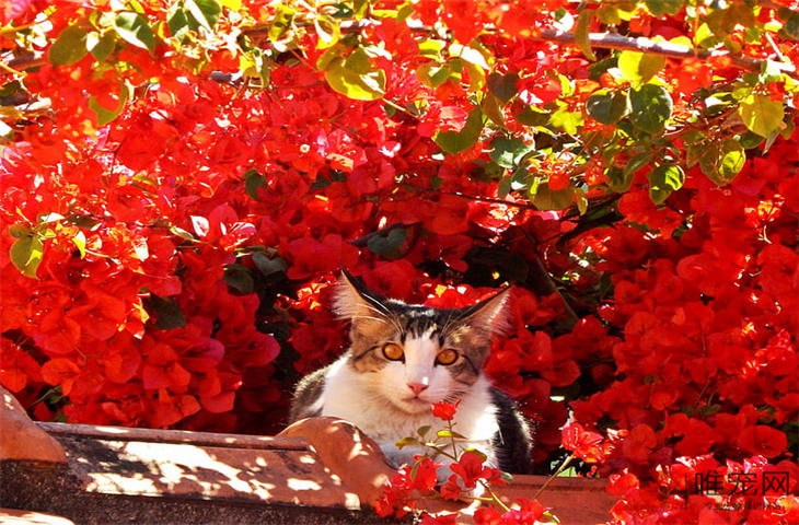 宠物猫好听的独特名字大全 怎么取比较好 宠物猫好听的独特名字大全 怎么取比较好