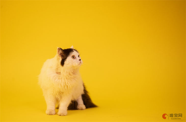母猫温柔的名字大全 独特可爱一点的有哪些 母猫温柔的名字大全 独特可爱一点的有哪些