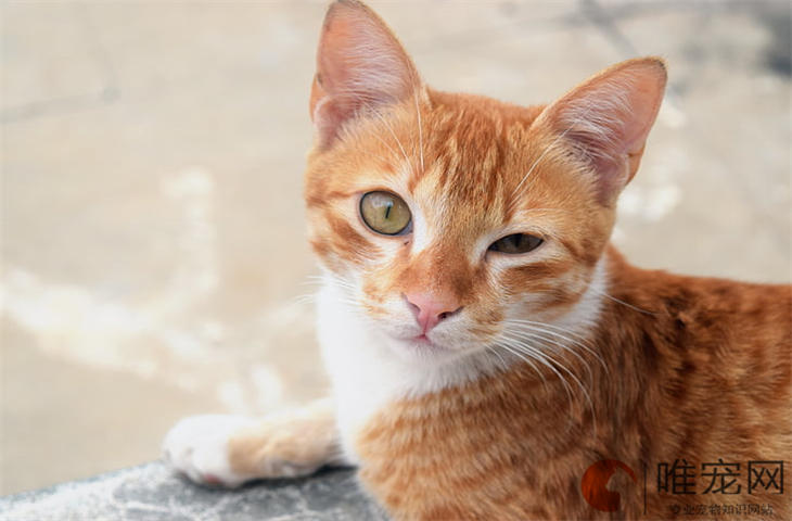 猫咪招财又好养活的名字大全 寓意好的名字怎么取 猫咪招财又好养活的名字大全 寓意好的名字怎么取