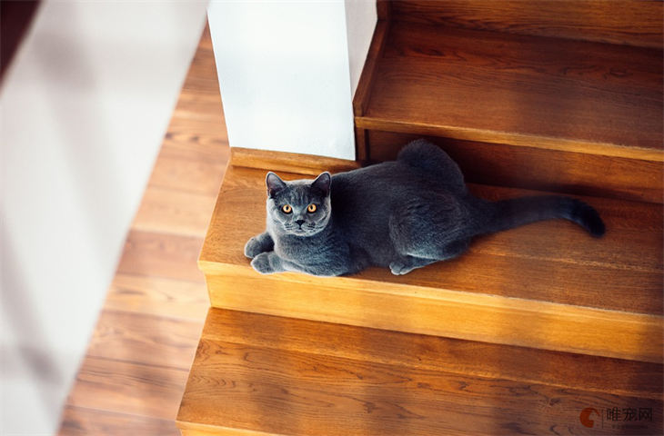 英短猫能长到多少斤 体重与年龄对照表