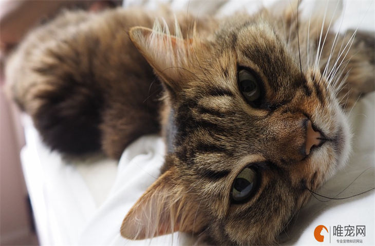 男猫的名字洋气点的又吉利的有哪些 男猫的名字洋气点的又吉利的有哪些