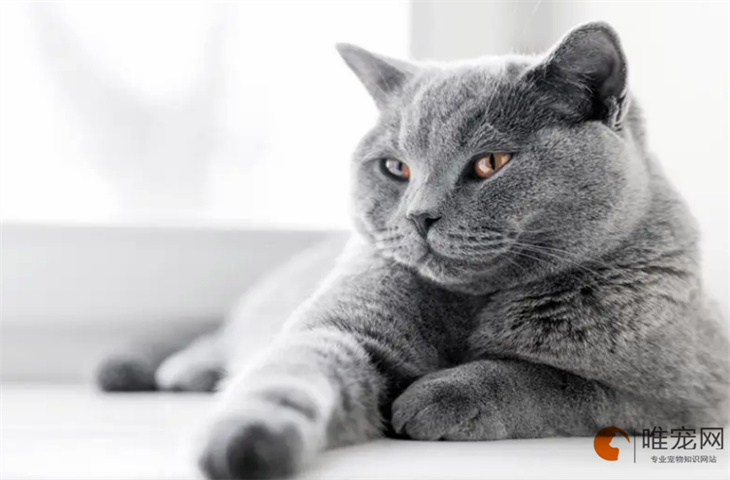 给灰色的猫起个名字特别萌的怎么取 好听洋气的有哪些