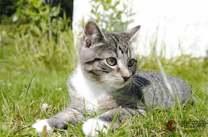 两个月的猫咪怎么喂养 新手养猫需要注意什么