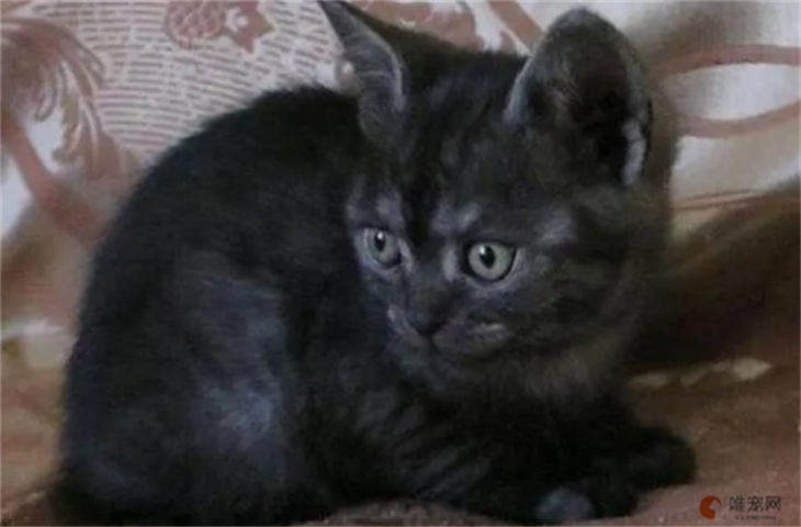 黑虎斑猫稀有么 哪种颜色珍贵