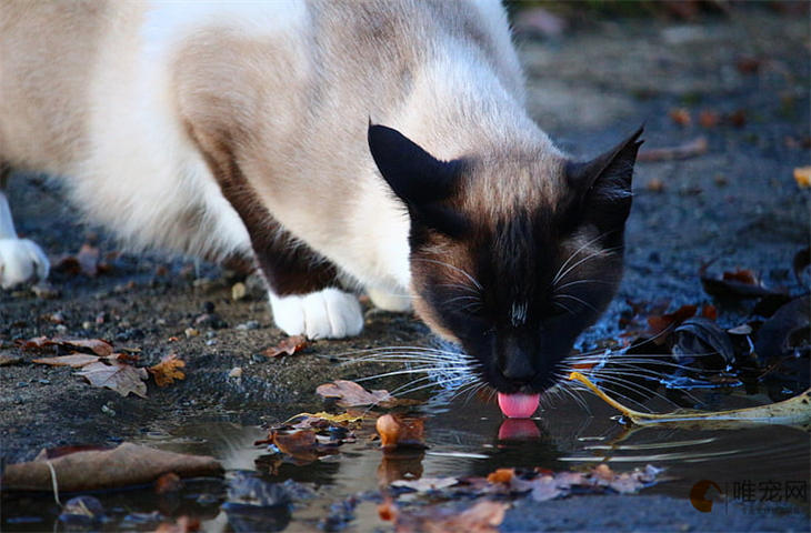 猫咪舔主人嘴唇是代表亲亲么 养熟了的表现有哪些