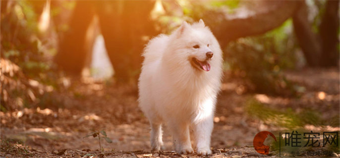 神犬小七小雪是什么狗