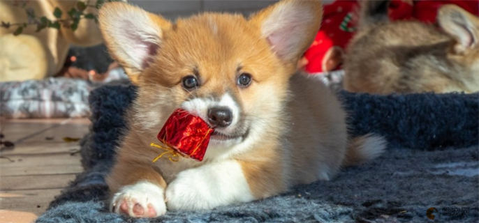 怎么训练柯基犬不乱捡吃的 怎么训练柯基犬不乱捡吃的