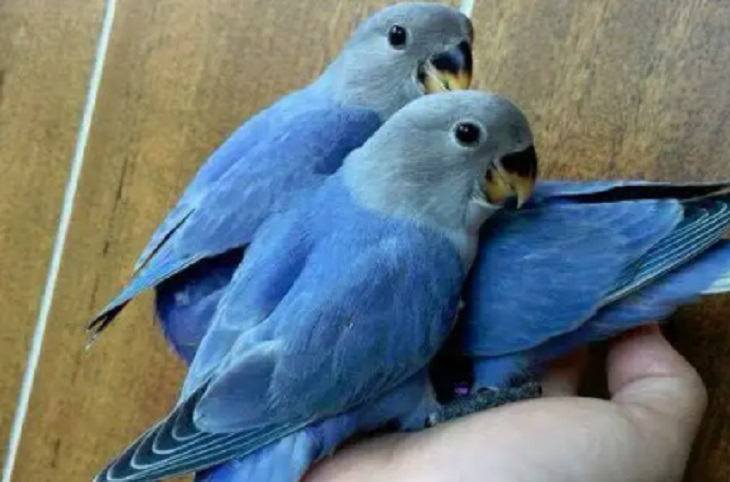 紫罗兰鹦鹉和蓝银鹦鹉的区别 饲养注意事项有哪些