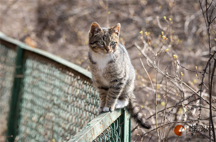 母猫会一直认识自己的孩子吗 会发现小猫少了吗